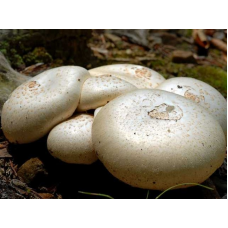 Мицелий Шампиньона садового (Аgaricus hortensis)
